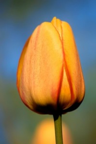 arancio-tulipano_61-1518